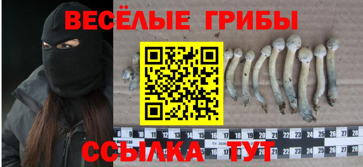 Псилоцибиновые грибы Magic Shrooms  Вход с VPN  сколько стоит  Гусев 